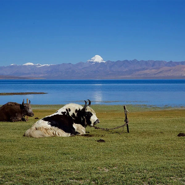 Kailash Mansarovar Tour