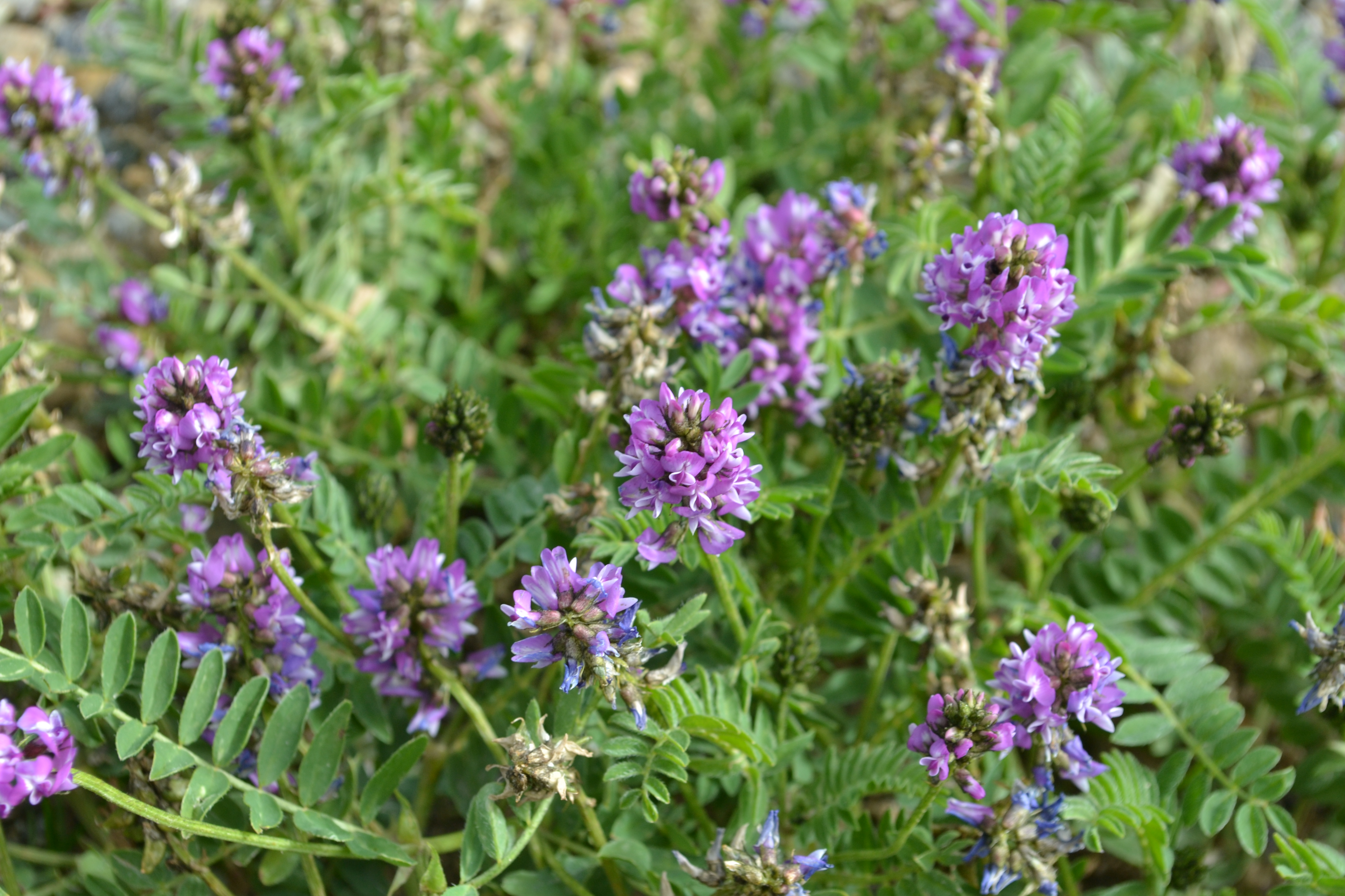 Lhasa Flower
