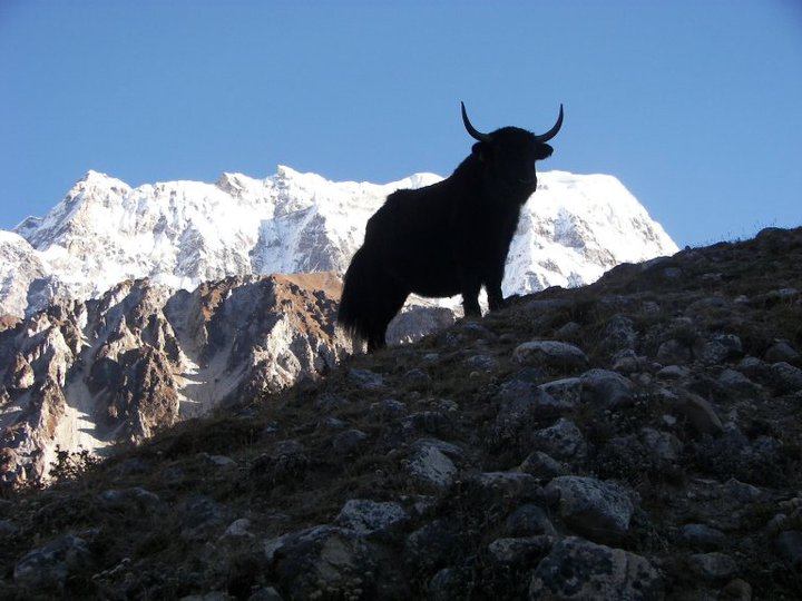 Yak is Ready to Climb