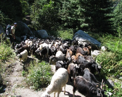 Annapurna Circuit Trek Mountain Goat