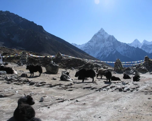 Bespoke Everest Base Camp Trek Yak