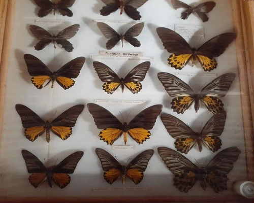 Butterfly At Butterfly Museum