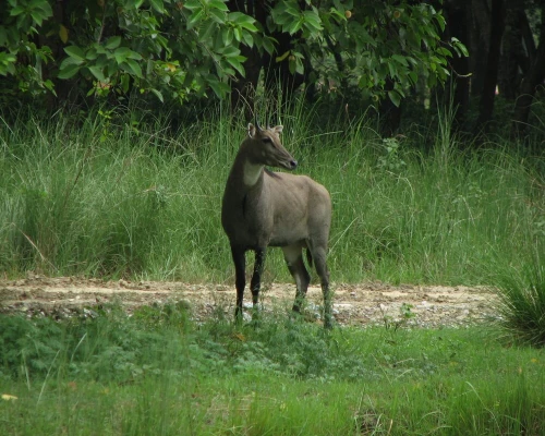 Chitwan In Deer