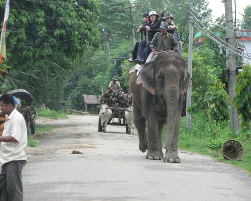 Elephant Riding In Chitwan