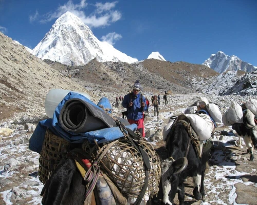 Everest Base Camp Heli Trek Yak