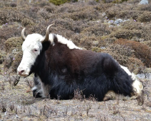 Everest Base Camp Short Trek Yak