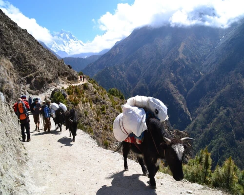 Everest Base Camp Yak Carrying Load