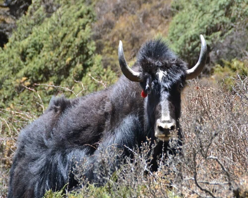 Everest Base Camp Yak