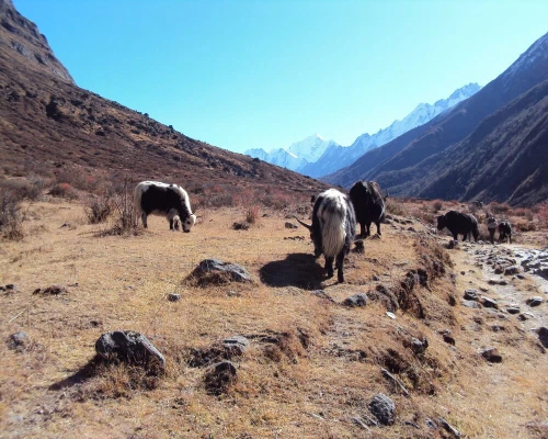 Ganjala Pass Trek Yak