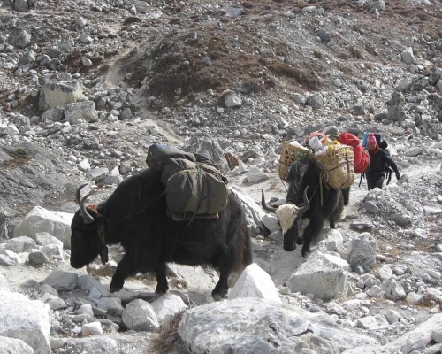 Gokyo Lake Trek Yak