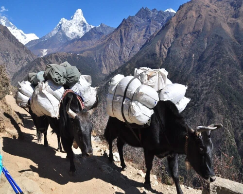 Gokyo Renjola Pass Trek Yak