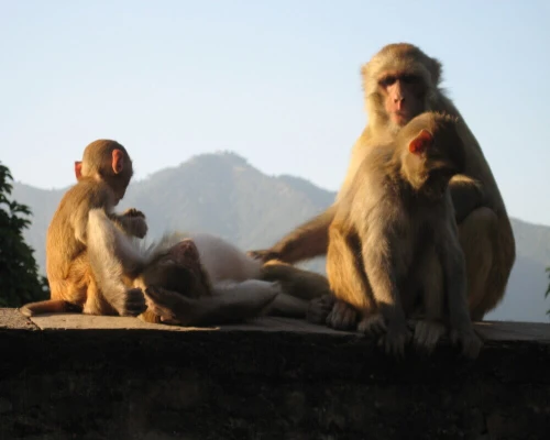 Kathmandu Swoyambhu Monkey
