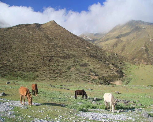 Langtang Gosaikunda Helambu Trek Grazing