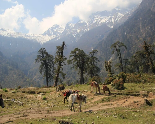 Mardi Himal Trek Horse