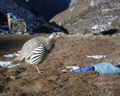 Mera Peak Climbing Bird