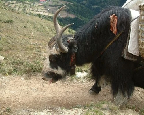 Namche Trek Yak