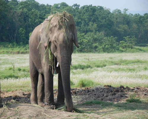 Nepal Classic Tour Chitwan Elephant