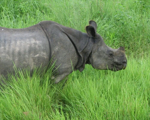 Rhino In Chitwan