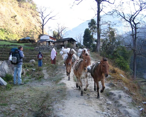 Short Annapurna Circuit Trek Donkey