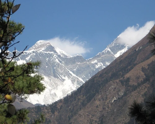 Short Everest View Trek Tree View