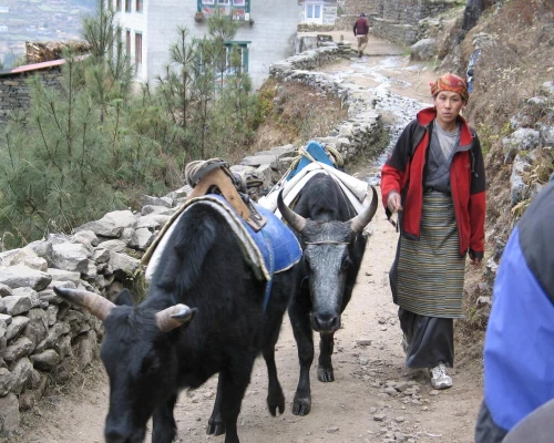 Short Everest View Trek Yak