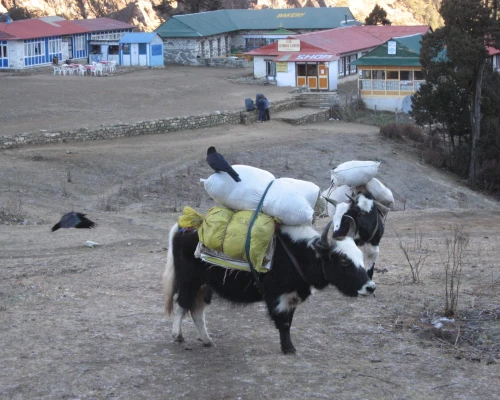 Tengboche Monastry Yak