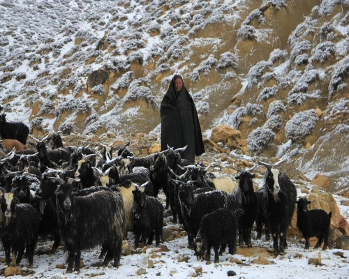 Upper Mustang Trek Grazing