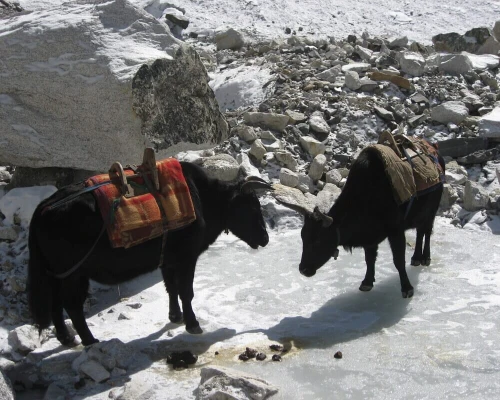 Yak Everest Base Camp