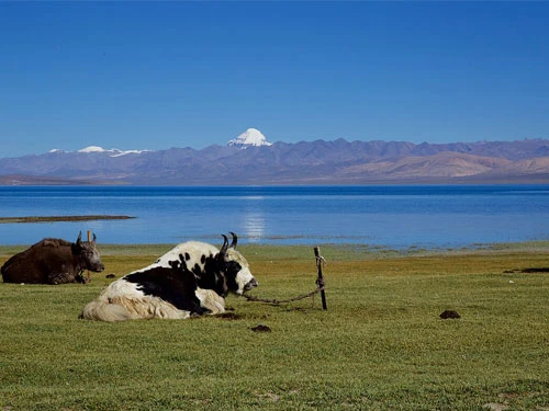 Kailash Mansarovar Tour